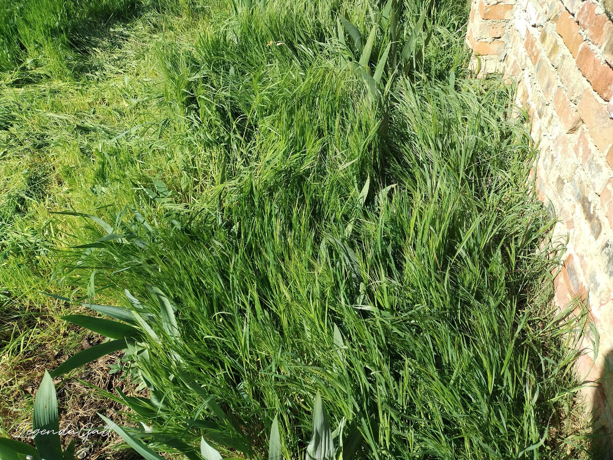 Вот такую травку выдирать приходилось