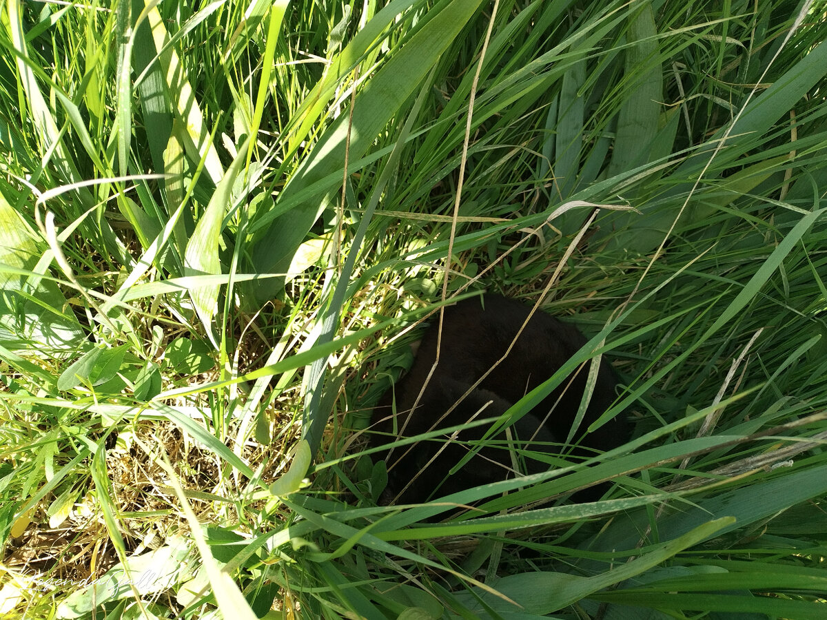 Лежбище сКотика