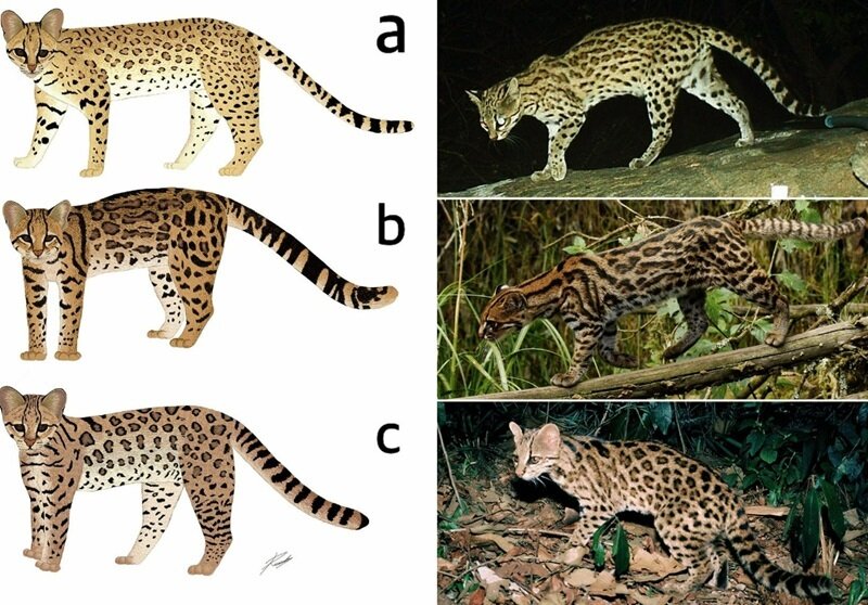     Фото: Ricardo Ribeiro, Johannes Pfleiderer Leopardus pardinoides - под буквой b