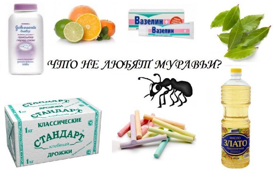 Как избавиться от муравьев в доме в домашних условиях народными средствами навсегда на кухне