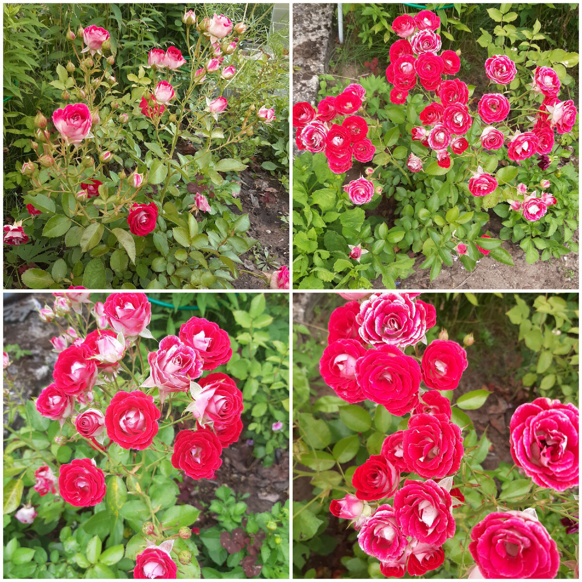 фотоколлаж Елены