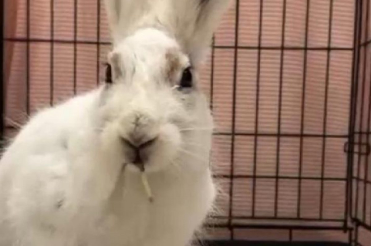    Под Новосибирском зайчиха с травмированной лапой пришла за помощью к людям