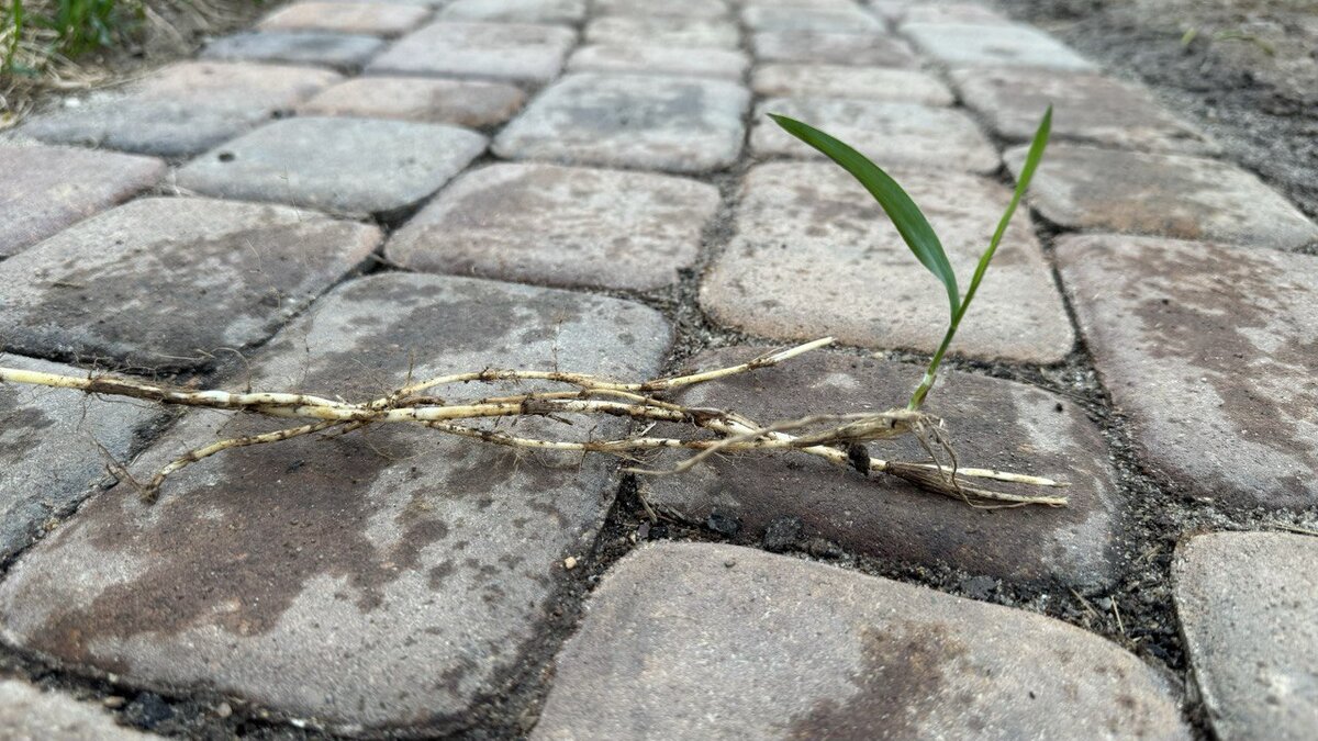 Пырей достали из грядки