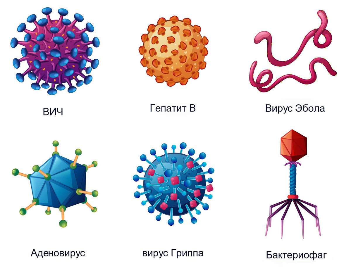 Вирусы или живые клетки: что появилось раньше? Три гипотезы