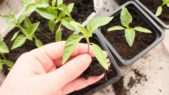    Профилактика черной ножки на рассаде: эксперты дали советы, как избежать заболевания Ирина Петрова