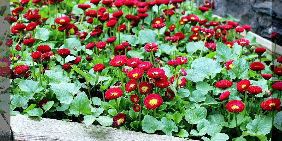 15 цветов для посева в апреле: самые популярные цветы, которые не поздно высевать на рассаду в первой половине апреля