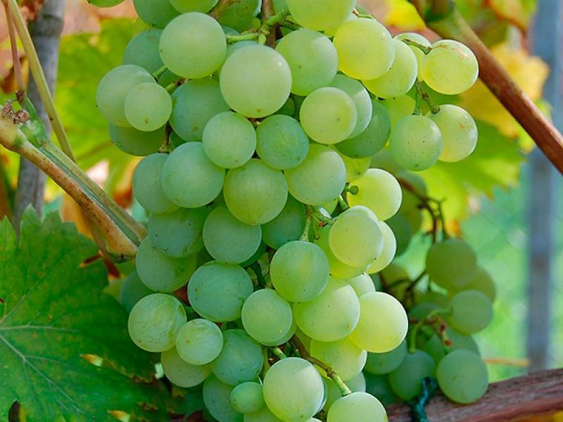 Сорт винограда Куанье – секреты успешного выращивания