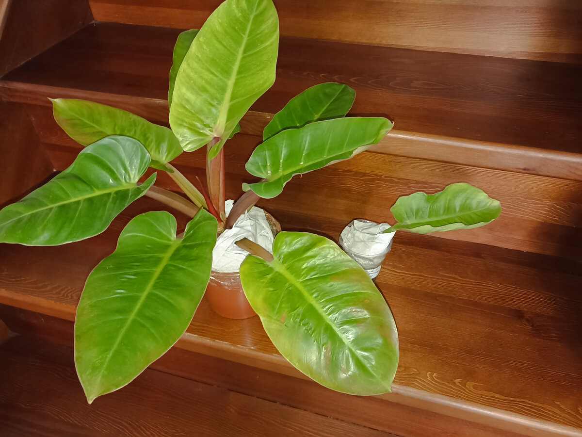 Филодендроны готовы к отправке