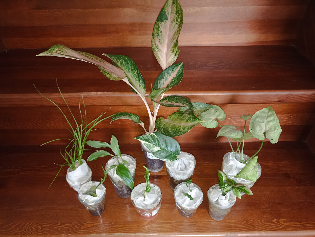 Растения упакованы