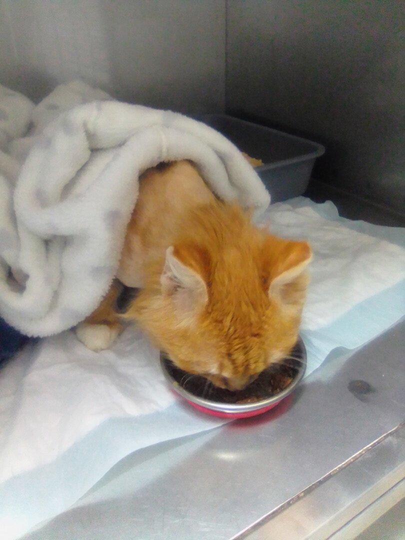 Фоксик уплетает влажники