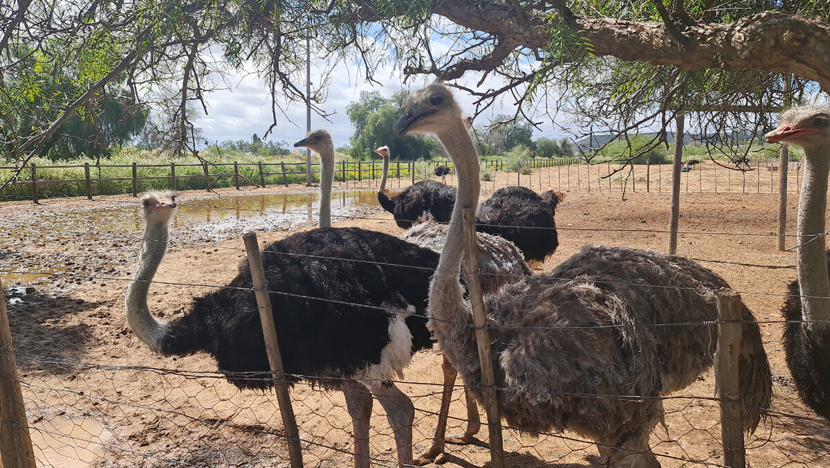 Страусы в ЮАР