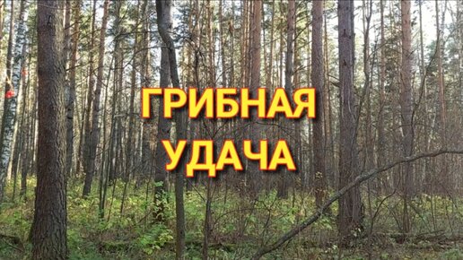 Грибная удача