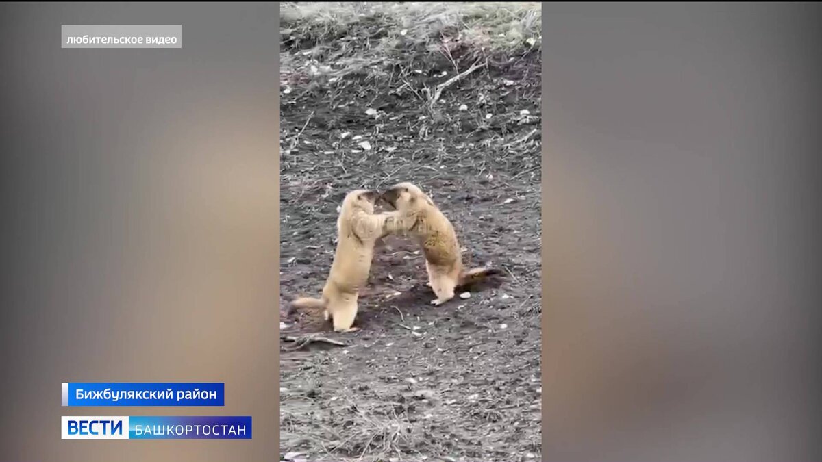 Секс башкирия порно. Секс башкирия видео онлайн