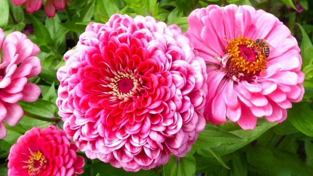 Листайте галерею для просмотра фото. Цинния.