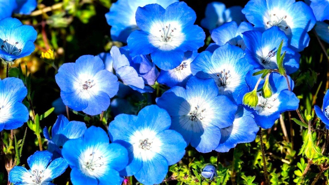 Листайте галерею для просмотра фото. Немофила голубая.