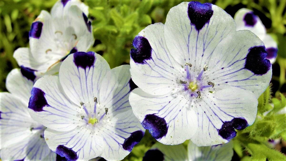 Немофила пятнистая.