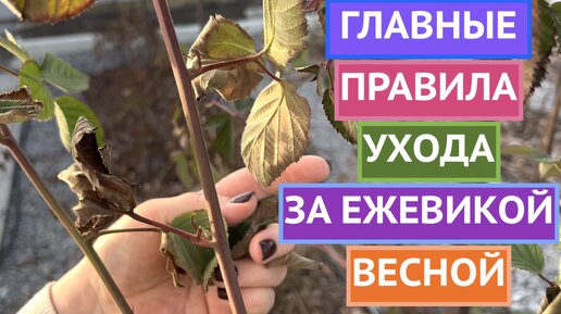 КАК УХАЖИВАТЬ ЗА ЕЖЕВИКОЙ ВЕСНОЙ! ОБРЕЗКА/ПОДКОРМКА/УХОД