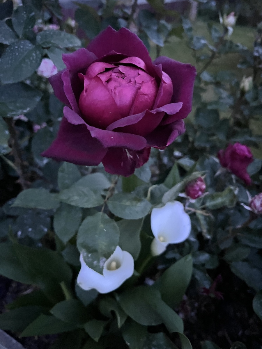 фото Маргариты