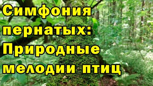 Симфония пернатых Природные мелодии птиц