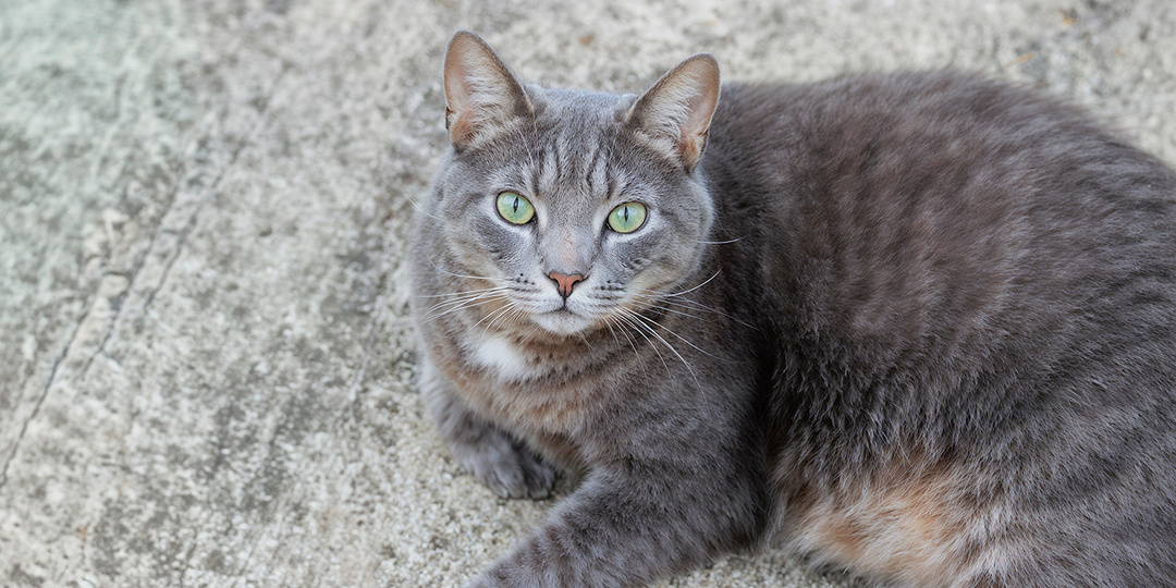 Двадцать три дня