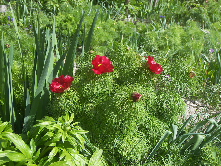 Пион тонколистный "Сербия" Paeonia tenuifolia "Serbia"