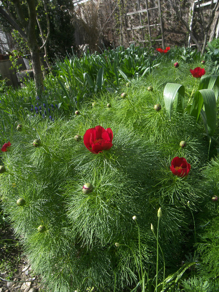 Пион тонколистный "Валуйки" Paeonia tenuifolia 'Valuyki'