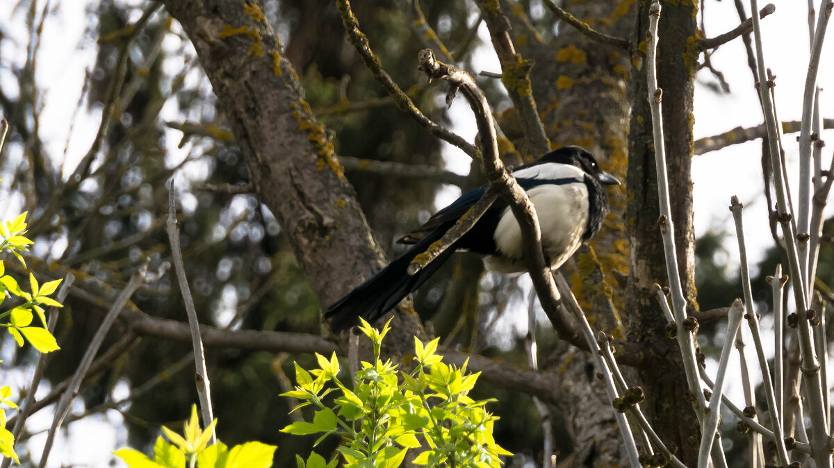 Трое против голубя и только вяхирь воздержался | Не просто о жизни | Дзен