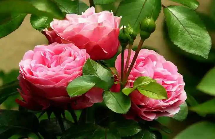 Наверно, все мы, любители цветов, знаем множество способов помочь розам прийти в себя после нашей российской зимы.