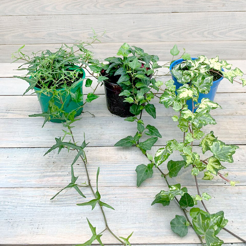 Плющ комнатный