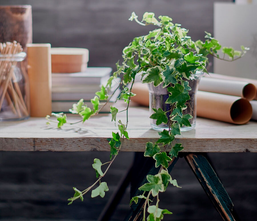 Хедера дома