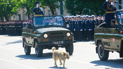 Собака по имени Звезда,