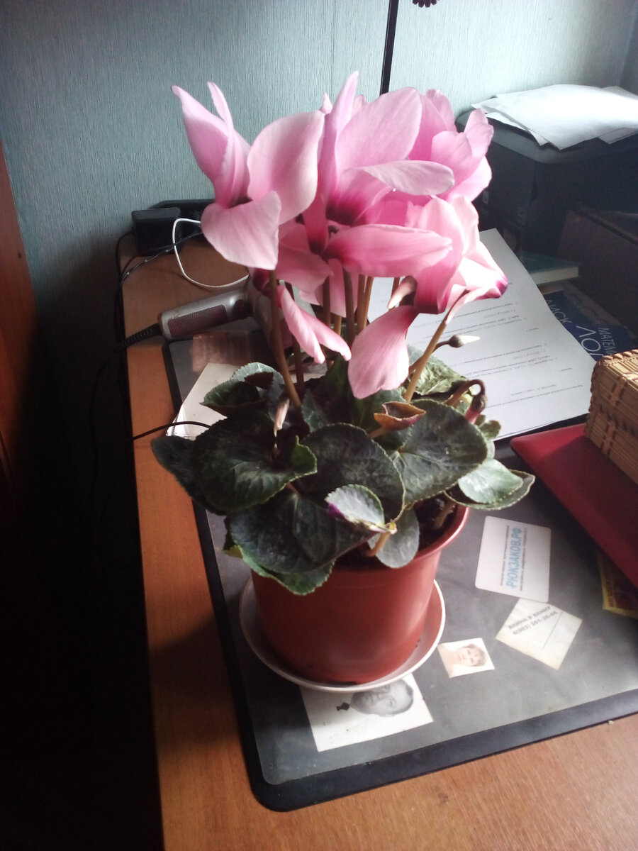 Это некоррупционный подарок к 8 марта - от мужчин кафедры математики, в 2017 году.