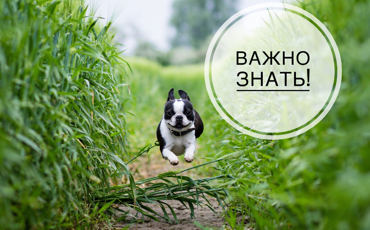 Берегите своих питомцев.