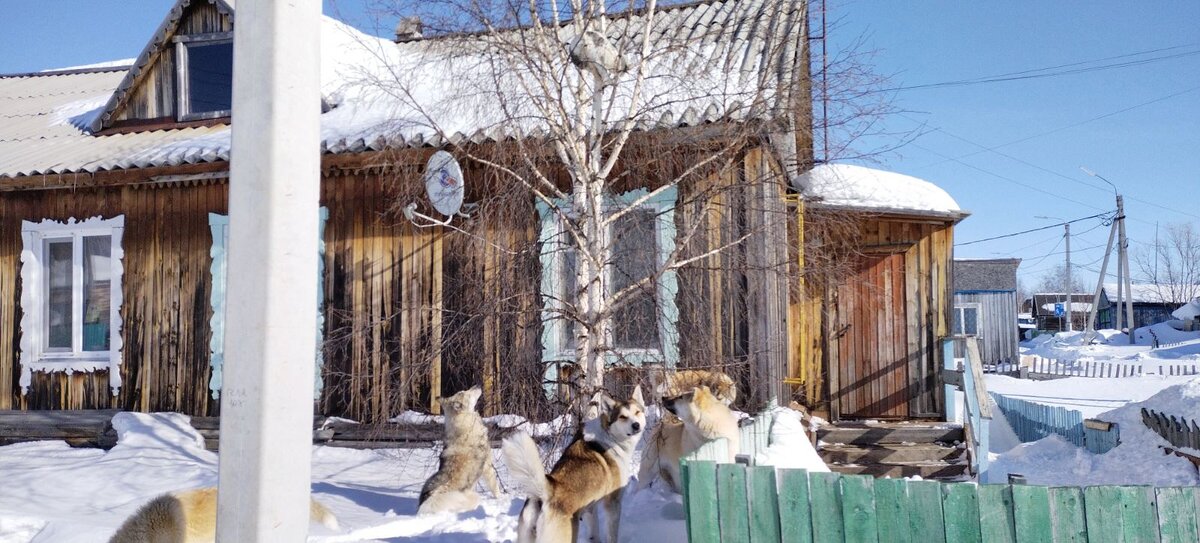 Фото автора. ул.Геологоразведчиков, кот на дереве, собаки внизу, меня заметили😀  (17 апреля 2024 время 08:22)