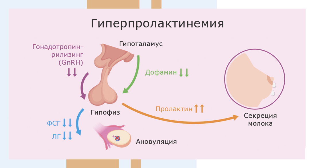 Овуляция