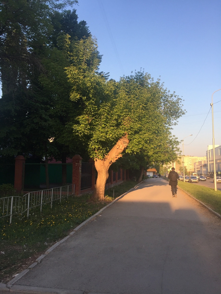 Дерево Благой Кармы