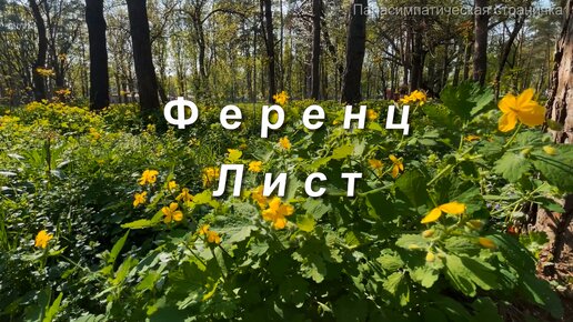 Ференц Лист. Забытый романс. Пение птиц в весеннем лесу. Музыка для души