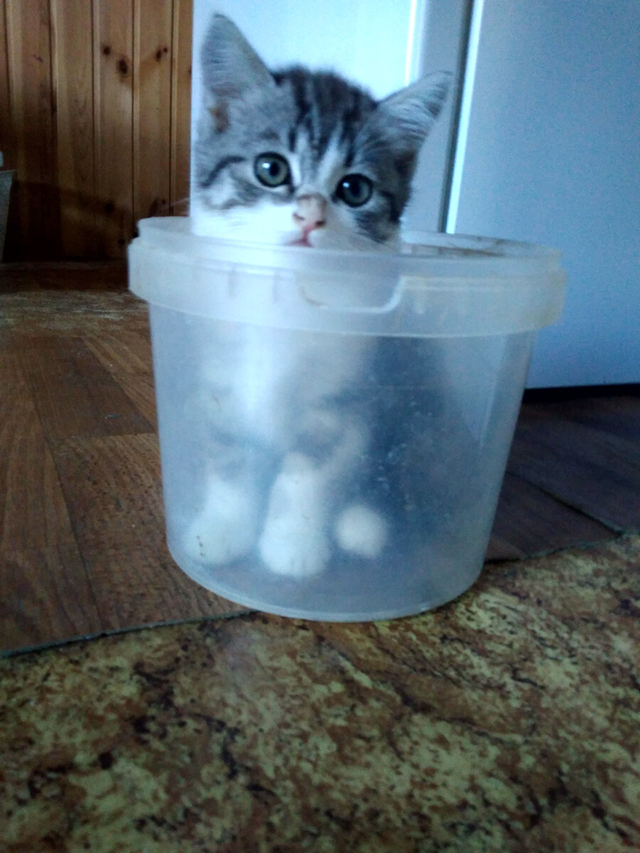 Шишмандия Олеговна Обаяшкина-Хитрунько. Прошу любить и жаловать.