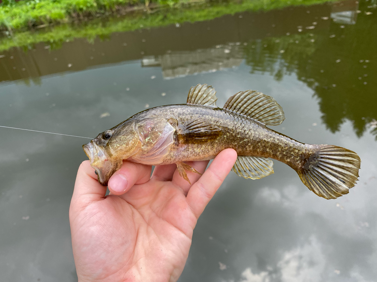 Ротан на мормышинг с Dayo Prestige