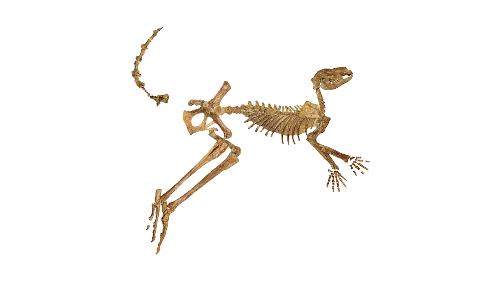 Вот примерно в таком виде и нашли древних кенгуру.