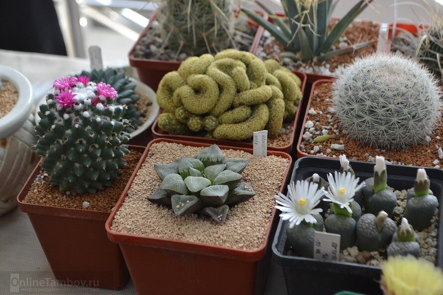 Фото из интернета