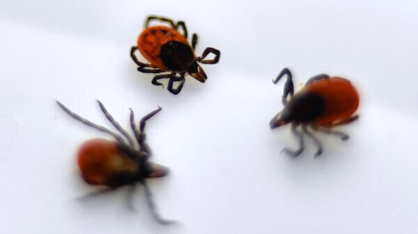    © Sputnik / Павел Лисицын