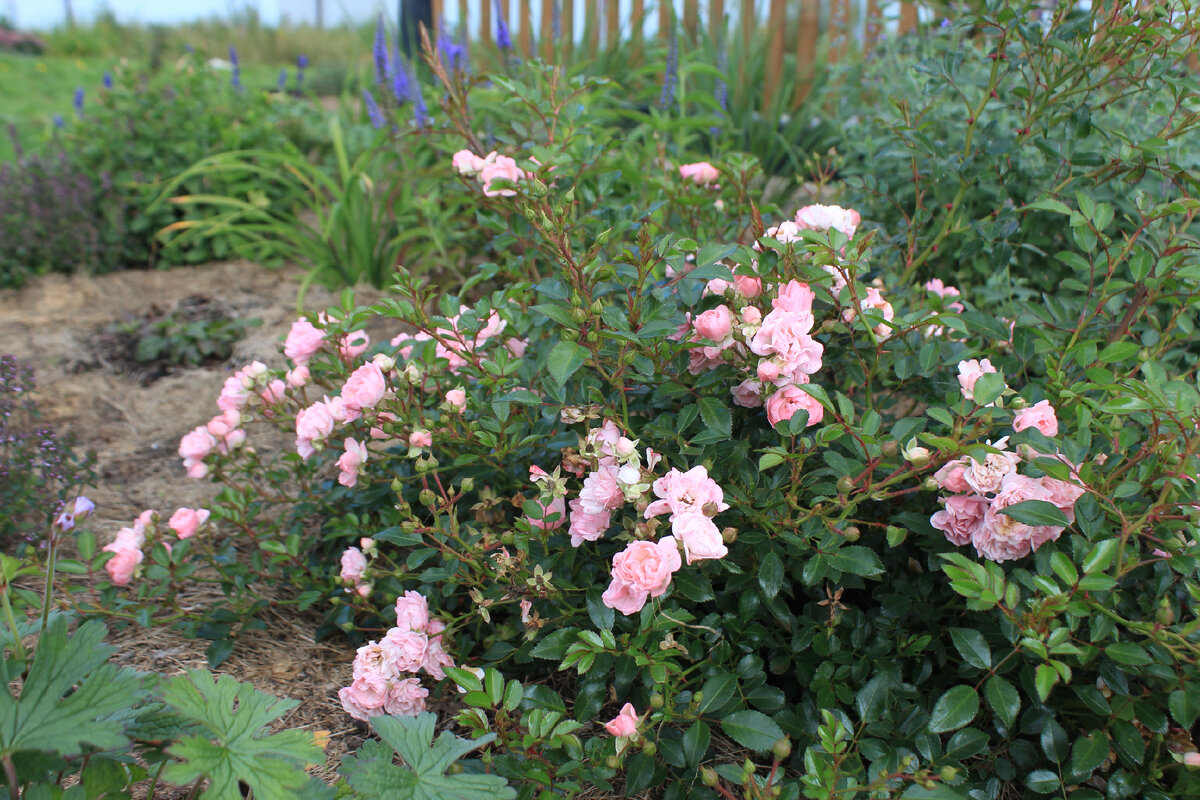 Моя роза The Feiry