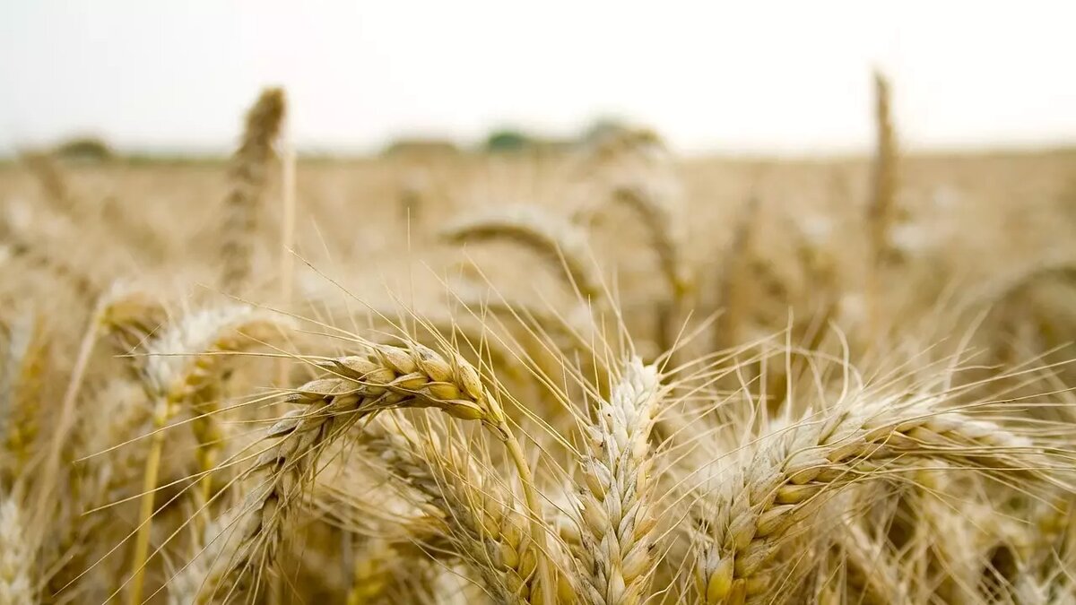     Оказалось, что еще в феврале нынешнего года Литва возобновила покупки российского зерна после полугодового перерыва. В марте же страна стала инициатором требования о запрете импорта этой продукции в ЕС.