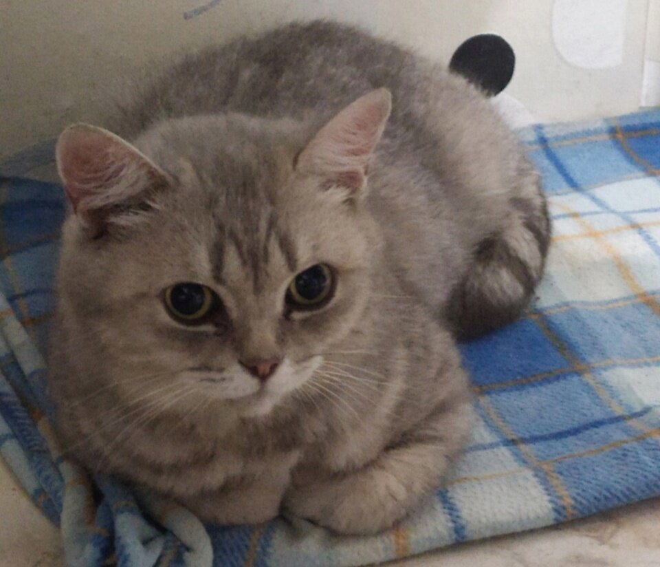 Несколько лет кошка жила в семье, но переезд хозяев лишил её дома