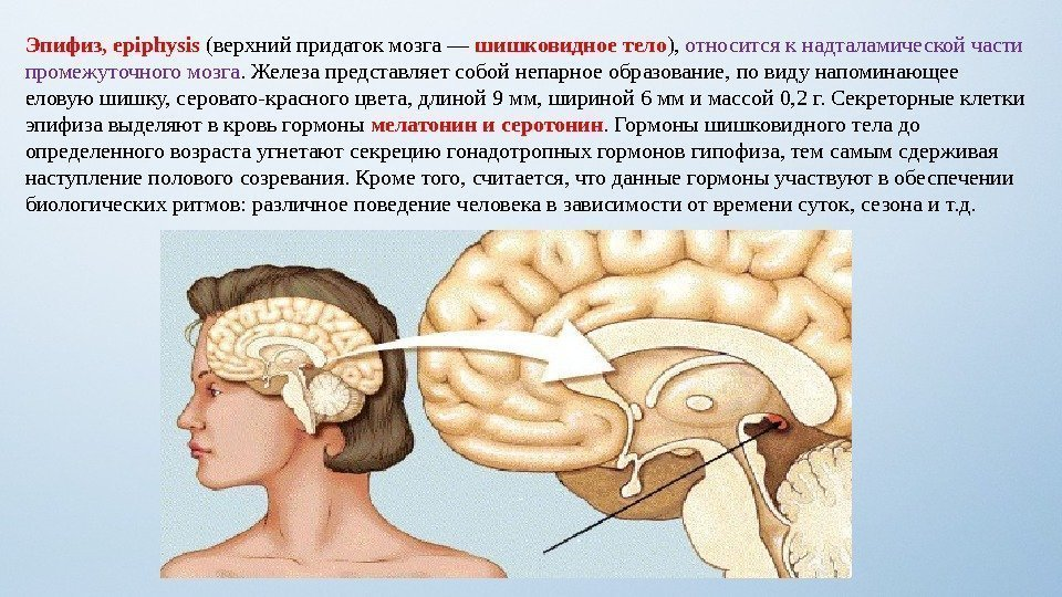 После 7 лет эпифиз частично атрофируется.