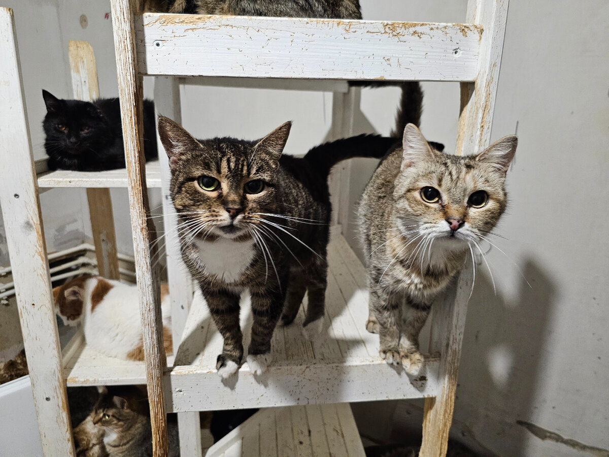 Фото автора. Марго и Мира.