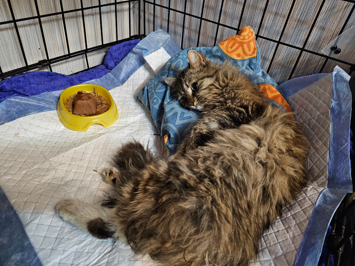 Фото автора. Мила со сломанной лапкой.