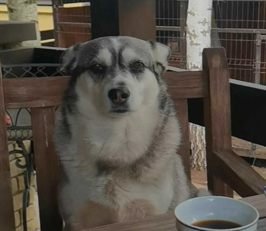 Рыбачка Шмоня как-то в среду добавив в кофе коньяку 