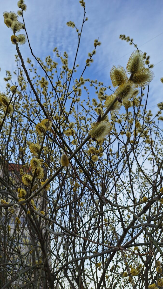 Все веснее и веснее